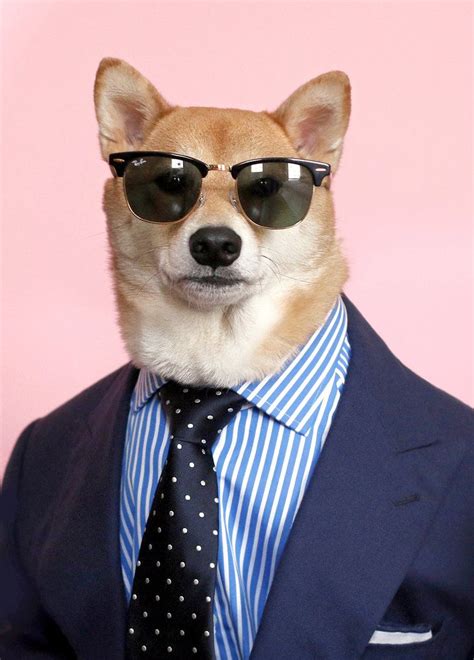Summer Looks From Bodhi The ‘menswear Dog Published 2015 Menswear