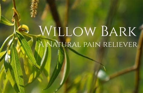Willow Bark Or Aspirin An Herbal Pain Reliever Healthy Hildegard
