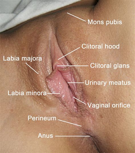 Labios Vaginales Definici N Crecimiento Y Desarrollo Mark S Trackside