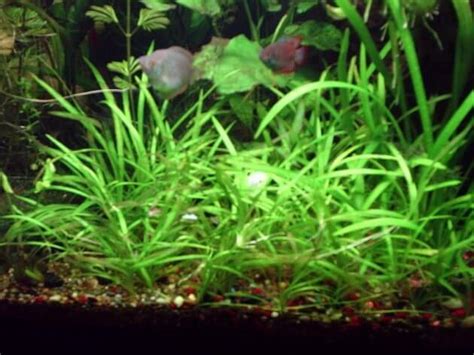 Best Freshwater Aquarium Grass For Planting In Large Aquarium