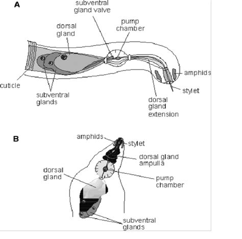 Diagram Of The Esophageal Glands In The Body Of A Motile Second Stage