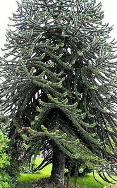 The monkey puzzle tree (araucaria araucana) is a relative to the norfolk island pine that many of us grow as a houseplant. Monkey Puzzle Tree (araucaria araucana)#araucana # ...