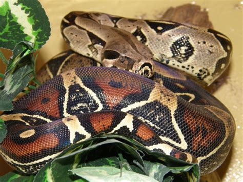 Dont miss out on some cool snakes!! 10 Exotic Pets That Are Legal to Own in New Jersey ...