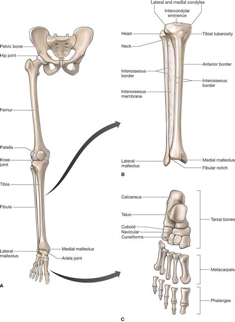 Lower Leg Ankle And Foot Musculoskeletal Key