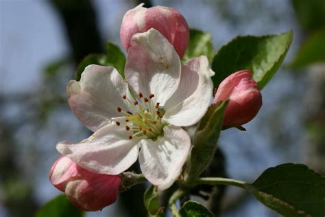 They start out as flowers and then turn into the fruit, the stems are what they use to attach themselves to the tree. From Flower to Fruit: The Mysteries of Apple Pollination ...