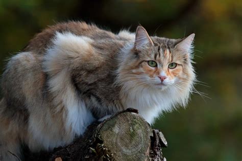Norwegian Forest Cat Personality Unveiling The Mystical Feline Charisma