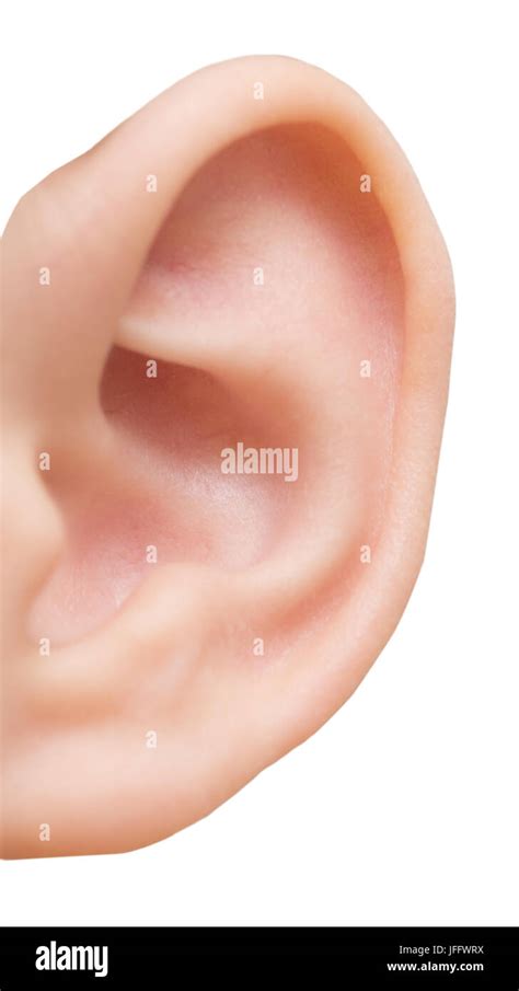 Human Ear Hi Res Stock Photography And Images Alamy