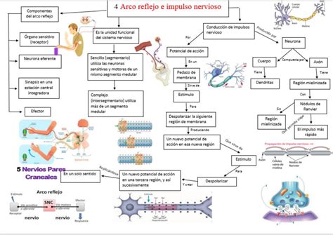 Mapa Conceptual Del Impulso Nervioso Tutor Langit Images Images Porn Sex Picture