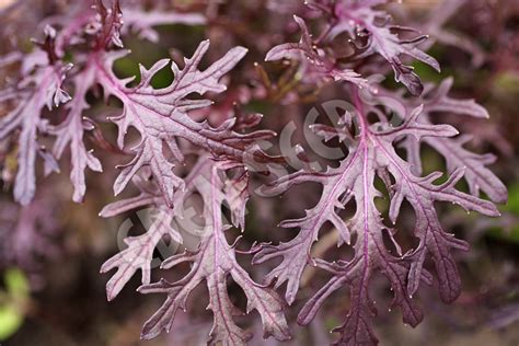 Mustard Greens Purple Frills Eden Seeds