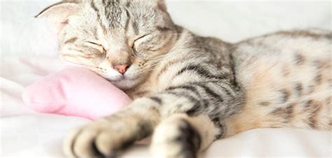Do Cats Dream All About Feline Dreams Petstime