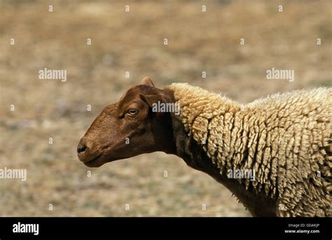 Solognot Domestic Sheep A French Breed Ewe Stock Photo Alamy