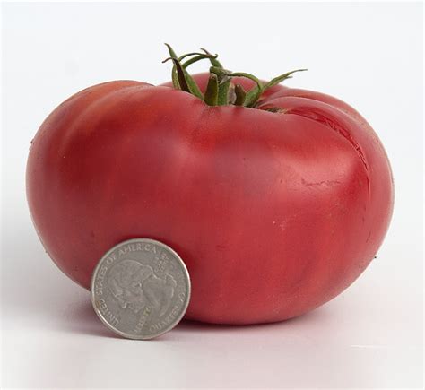 Gukers Special Tomato A Comprehensive Guide World Tomato Society