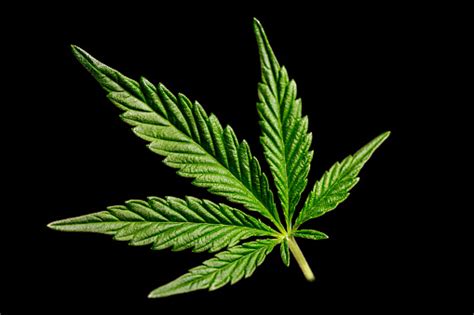 Cannabis Leaf On Black Stock Photo Download Image Now Istock