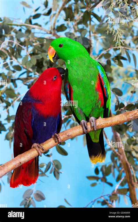Eclectus Parrot Eclectus Roratus Male With Female On Branch Stock