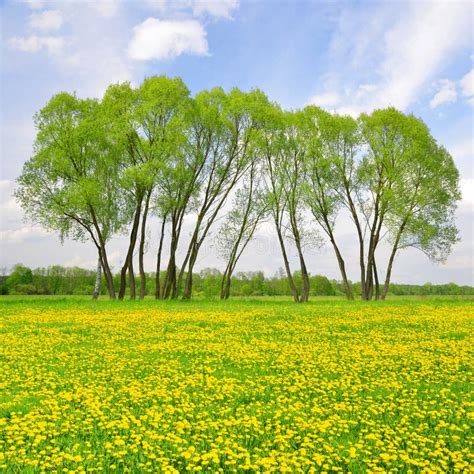 Trees On Spring Meadow Stock Photo Image Of Plain Nonurban 39005032