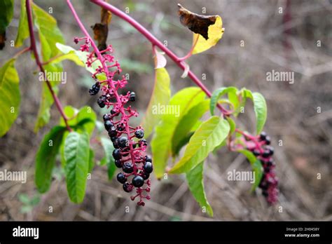 Wild Fences Hedge In The Wild Forest Stock Photo Alamy