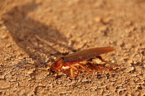 Cockroaches (or roaches) are insects of the order blattodea, which also includes termites. What does it mean if you see a baby cockroach ...