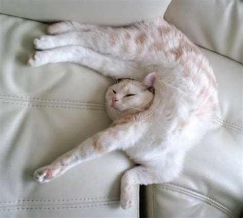 Hilarious Pictures Of Cats Sleeping Awkwardly