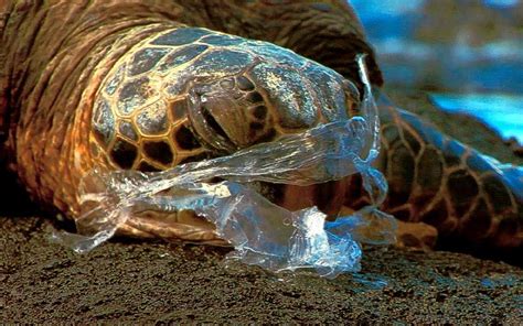 Turtle Stuck In Plastic Jour175 Class Assignment