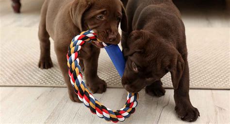 Best Indestructible Dog Toys For Labradors And Other Breeds