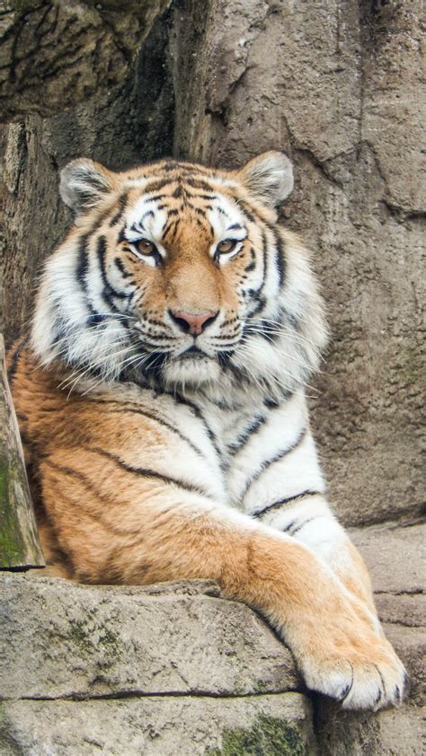 Amur Tiger Potawatomi Zoo