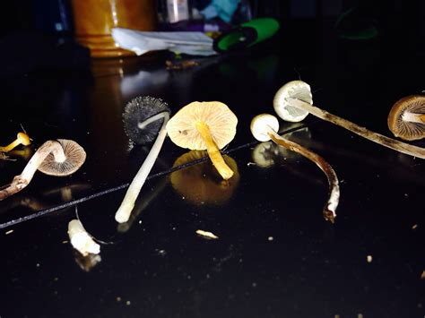 Help Are Any Of These Magic Mushrooms Mushroom Hunting And
