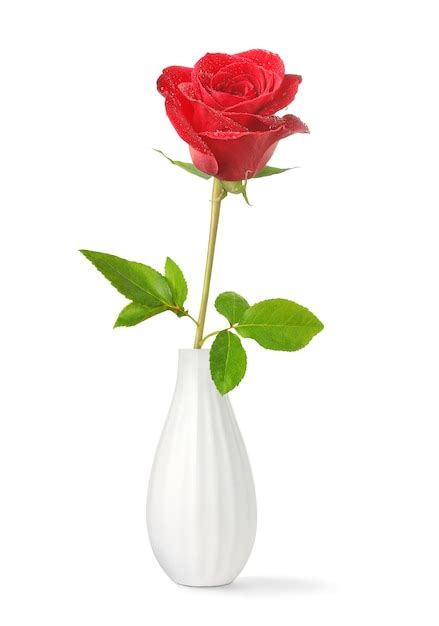 Premium Photo One Red Rose In A Vase Isolated On White