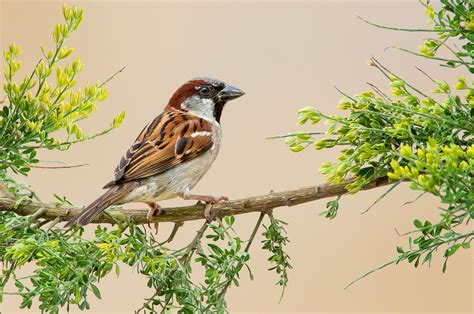 Sparrow Hd Wallpaper Background Image 2048x1359 Id782624