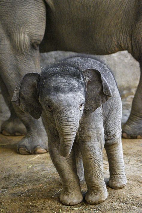 Weigh To Go Baby Elephant Tops 30 Stone At His First Session On The