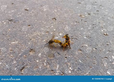 mating wasps reproduction of insects stock image image of sting macro 155046765