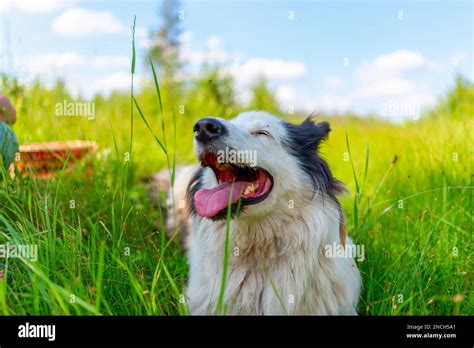 A White Old Dog Of The Yakut Laika Breed Lies On The Green Grass In The