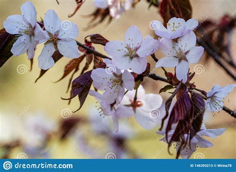 Blooming Pink Sakura Branch In Spring Soft Yellow Backgroundpink