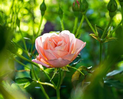 Top Summer Rose Care Tips Yates
