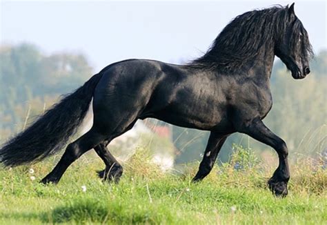 Pin On Horse The Friesian