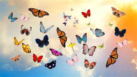 Butterfly Wallpaper Wallpaper Sun