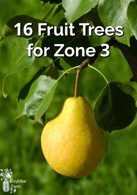 16 Fruit Trees For Zone 3 Joybilee Farm Diy Herbs Gardening
