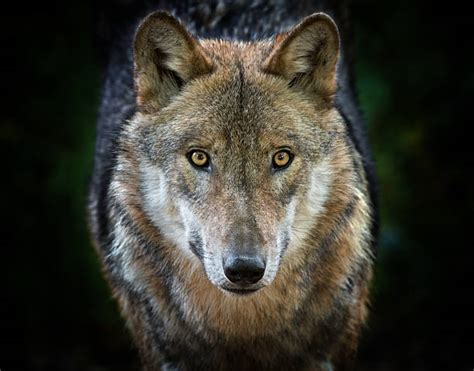 Best Wolf Front View Stock Photos Pictures And Royalty Free Images Istock