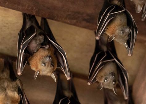 19 Of The Cutest Bat Species