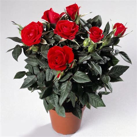 Red Potted Roses Tellys Greenhouse • Tellys Greenhouse