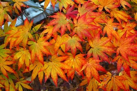 The leaves of this japanese maple, which are somewhat dissected, produce a feathery appearance and a beautiful progression of color. Japanese Maple Trees - Everything You Wanted To Know | The ...