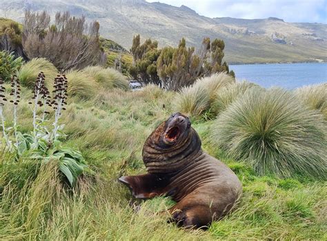 10 Facts About New Zealand Sea Lions Wwf New Zealand