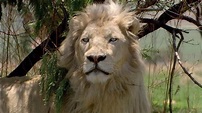 [720-1080p] White Lion (2010) Película Completa En Español Latino ...