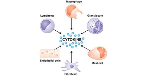 Get An Overview Of T Cell Cytokines Cusabio My Xxx Hot Girl