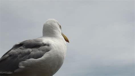 Free Images Ocean Wing Seabird Seagull Beak Fauna Vertebrate