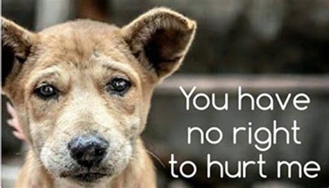 Sign Petition Prevention Of Cruelty To Animals ·