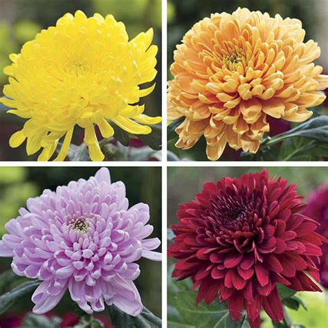 Chrysanthemum Cut Flower Bloom And Spray Collection Woolmans