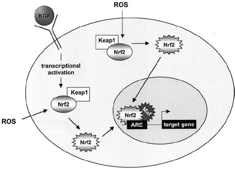 Model Of Nrf2 Activation By Kgf And Ros Triggered By Ros The Inactive