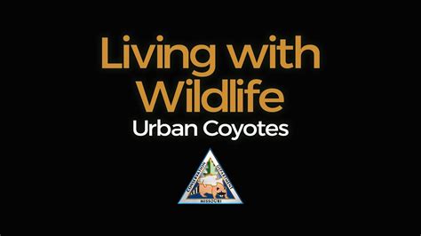 Living With Wildlife Urban Coyotes Youtube