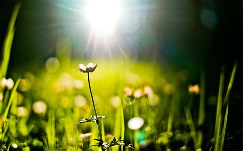 Nature Grass Plants Bokeh Sunlight Sunny Wallpapers