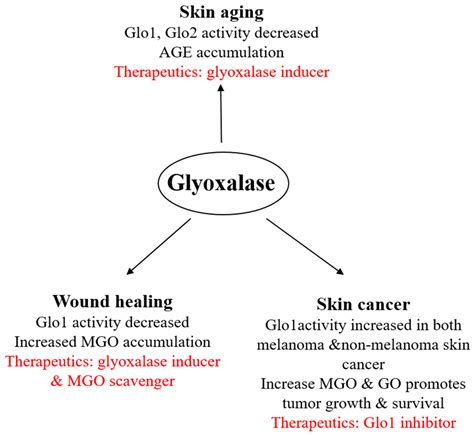 Glyoxalase System Encyclopedia MDPI